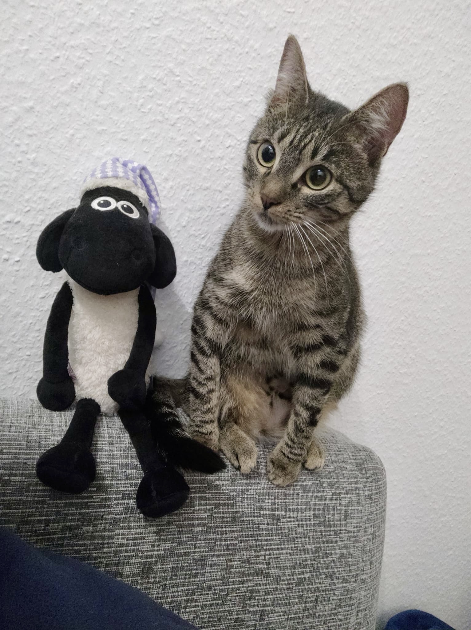 Motte auf dem Sofa